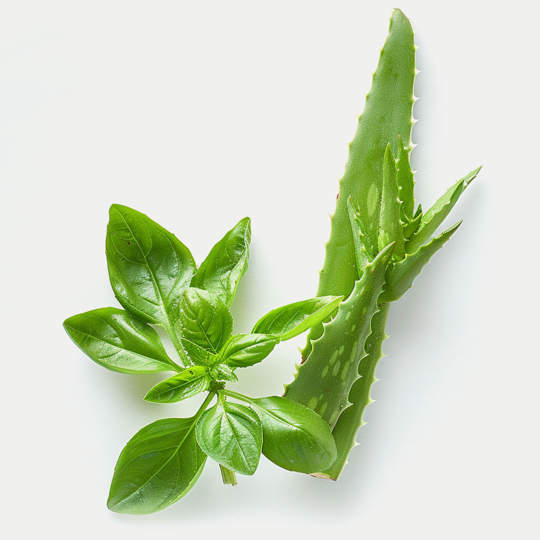Basilikum Blätter und ein Aloe-Stängel auf hellem Untergrund